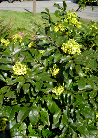 Mahonia aquifolium